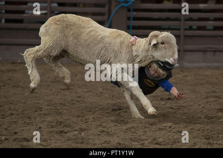 Colorado, USA. 22nd Aug, 2018. Children participate in mutton bustin' at the Snowmass Rodeo on August 22, 2018 in Snowmass, Colorado. Credit: Alex Edelman/ZUMA Wire/Alamy Live News Stock Photo