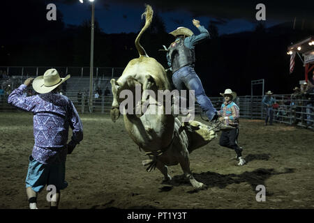 Colorado, USA. 22nd Aug, 2018. A cowboy rides a bull at the Snowmass Rodeo on August 22, 2018 in Snowmass, Colorado. Credit: Alex Edelman/ZUMA Wire/Alamy Live News Stock Photo