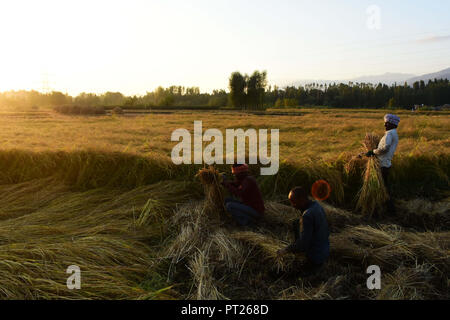 September 28, 2018 - Non-local workers harvest rice by cutting the rice stalks at paddy fields in the outskirts of Srinagar, in Indian Administered Kashmir on 28 September 2018. Rice is the staple food in the Kashmir valley and is still the principal crop cultivated in the area although more frequent droughts and scarcer rainfall together with limited irrigation infrastructures have reduced this year rice yield. The autumn season marks the paddy harvesting period in Kashmir where rice cultivation is also an integral component of the cultural heritage of the state (Credit Image: © Muzamil Matto Stock Photo