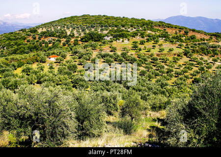 Olive grove in Kalamata, Peloponnese, southwestern Greece. Stock Photo