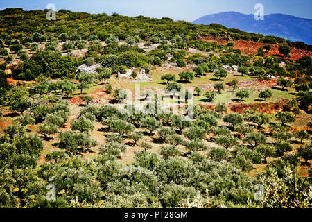 Olive grove in Kalamata, Peloponnese, southwestern Greece. Stock Photo