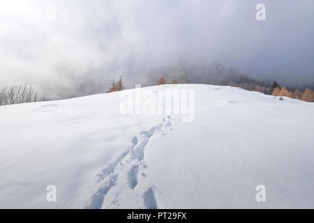 Footsteps in the snow, Valle Soana, Gran Paradiso National Park, Piedmont, Italian alps, Italy Stock Photo