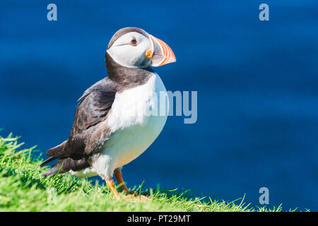 Atlantic Puffin (Fratercula Arctica) In A Puffinry On Mykines, Part Of The Faroe Islands In The North Atlantic, Denmark Stock Photo