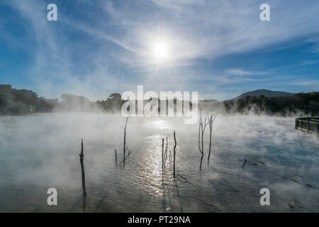 Trees growing in hot springs and the sun covered by the steam, Kuirau Park, Rotorua, Bay of Plenty region, North Island, New Zealand, Stock Photo