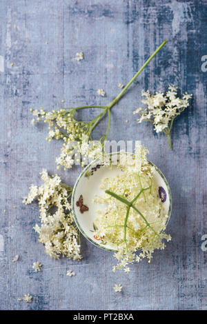 Elderflowers Stock Photo