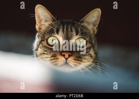 Portrait of starring cat with green eyes Stock Photo