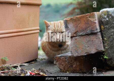 Ginger farm cat sits in the outdoors beside a flowerpot and some bricks. Stock Photo