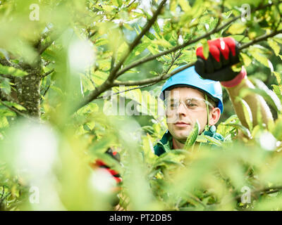 Tree cutter pruning of tree Stock Photo