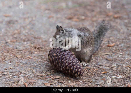 USA, Southwest, California, California Ground Squirrel, Citellus beechey, Yosemite National Park, Stock Photo
