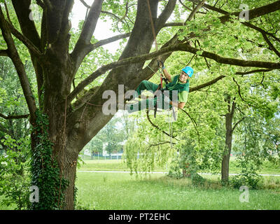 Tree cutter hanging on rope in tree Stock Photo