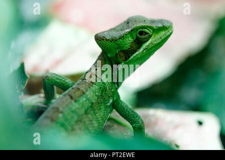 eastern casquehead iguana (Laemanctus longipes), sitting on a branch ...