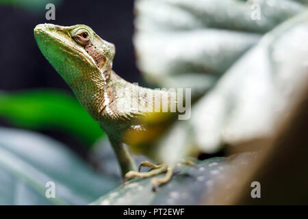 eastern casquehead iguana (Laemanctus longipes), sitting on a branch ...