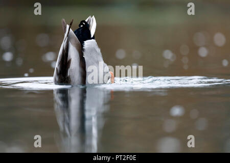 Mallard, (Anas platyrhychos), Germany, wildlife Stock Photo