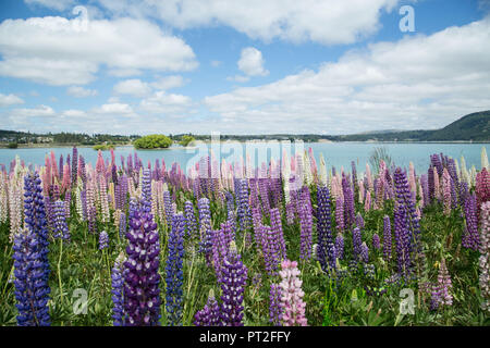 New Zealand, Lake Tekapo, Lupines, Stock Photo