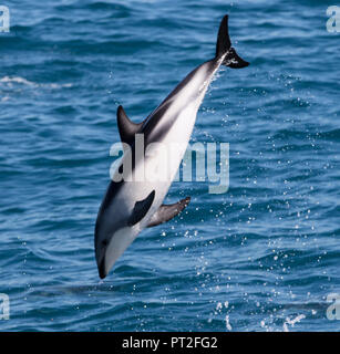 New Zealand, dusky dolphin in Kaikoura, jump, Stock Photo