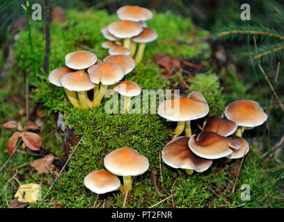 Honey fungus, growing on a mossy tree stump, is stewed or cooked edible, but raw poisonous. Stock Photo