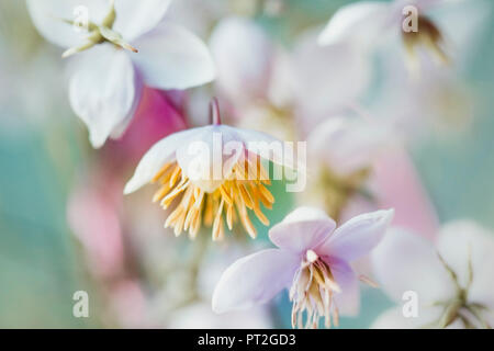 Small flowers coming out big - pastel colors, soft and romantic. Stock Photo