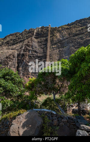 Portugal, Madeira Island, Faja dos Padres, Aloe vera in bloom Stock Photo -  Alamy