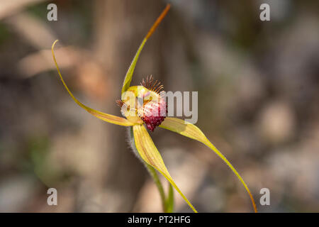 Caladenia pectinata, King Spider Orchid Stock Photo