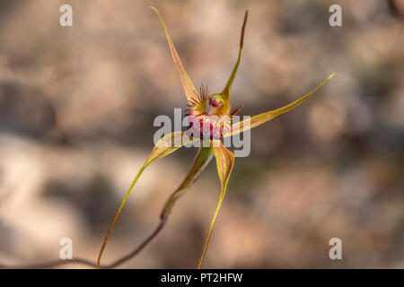 Caladenia pectinata, King Spider Orchid Stock Photo