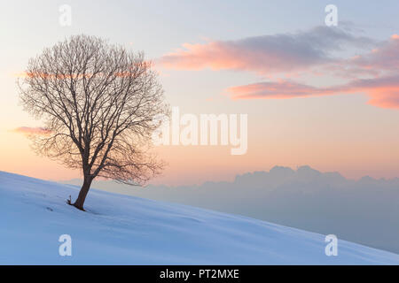 A lonely beech on snowy pastures of Mezzomiglio with Schiara group on background, Cansiglio Forest, Prealps of Belluno, Farra d'Alpago, Belluno province, Veneto, Italy Stock Photo