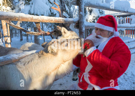 Santa Claus feeding reindeer, Ruka (Kuusamo), Northern Ostrobothnia region, Lapland, Finland Stock Photo