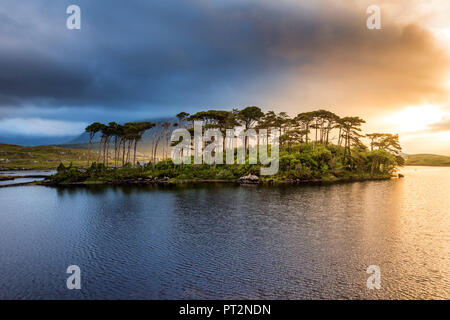 Connemara, County Galway, Connacht province, Ireland, Europe, Lough Inagh lake with Pines Island, Stock Photo