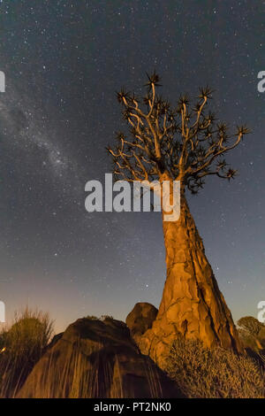 Africa, Namibia, Keetmanshoop, Quiver Tree Forest at night, milky way Stock Photo