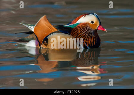 Swimming male Mandarin duck Stock Photo