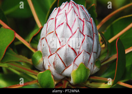 A beautiful fuzzy red and white King Protea Fynbos bud in the Harold Porter Nation Botanical Gardens near Capetown, South Africa. Stock Photo