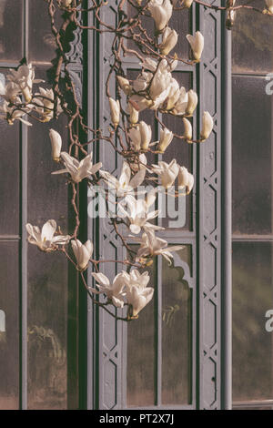 Many white magnolia blossoms on a branch. Stock Photo