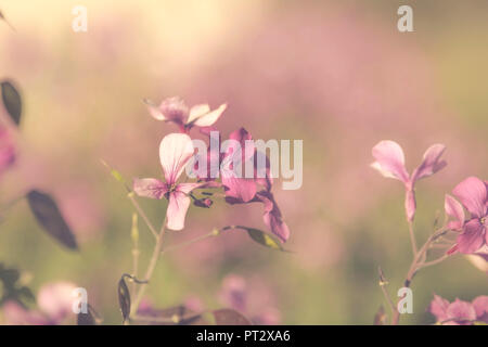 Small violet flowers in the gardens of Paris, Stock Photo