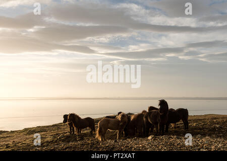 Icelandic horses in sunlight, photographed on Iceland in autumn Stock Photo