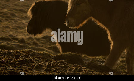 Two Icelandic horses in the golden light of the afternoon sun, photographed on Iceland in autumn Stock Photo