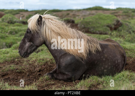 Icelandic horse lying, photographed on Iceland in summer Stock Photo