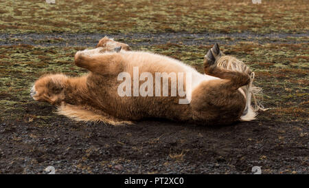 Icelandic horse rolling on the ground, photographed in Iceland Stock Photo