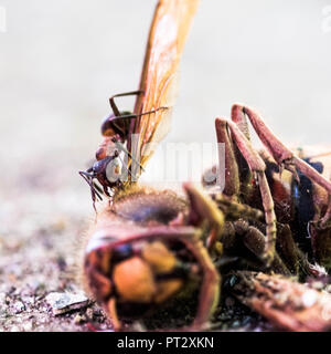 Big red wood ant on dead hornet Stock Photo