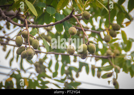 Organic green hog plum (Spondias pinnata) fruits on tree. Spondias pinnata is found in lowlands and hill forests of Southeast Asia. Stock Photo