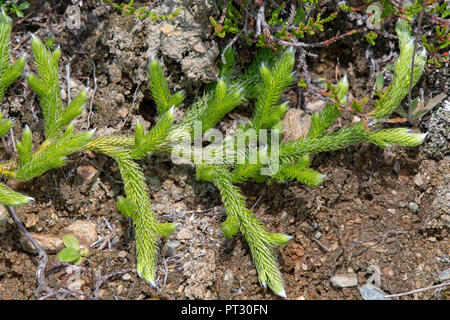 Lycopodium squarrosum (Lycopodium clavatum), Pillberg, Tyrol, Austria Stock Photo