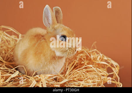 Dwarf rabbit, brown, young animal in straw, Austria Stock Photo