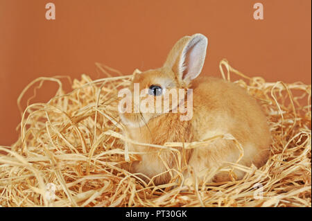 Dwarf rabbit, brown, young animal in straw, Austria Stock Photo