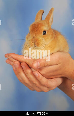 Dwarf rabbit, brown, young animal sits in hands, Austria Stock Photo