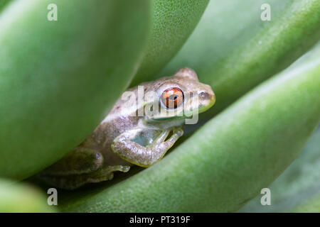 A small tree frog sitting on a succulent leaf Stock Photo