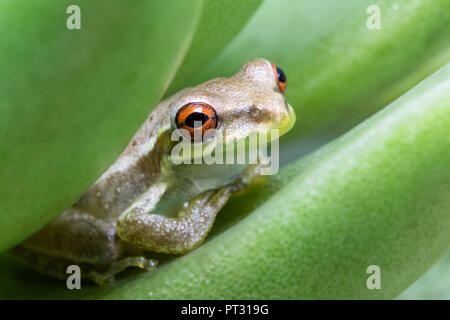A small tree frog sitting on a succulent leaf Stock Photo
