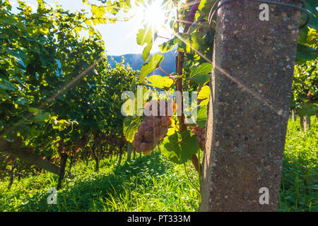 Termeno, Bolzano province, Trentino Alto Adige, Italy Views of the vineyards, Stock Photo