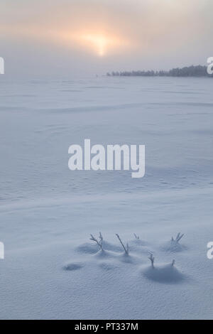 Twilight and mist on the snowy landscape, Muonio, Lapland, Finland, Europe, Stock Photo