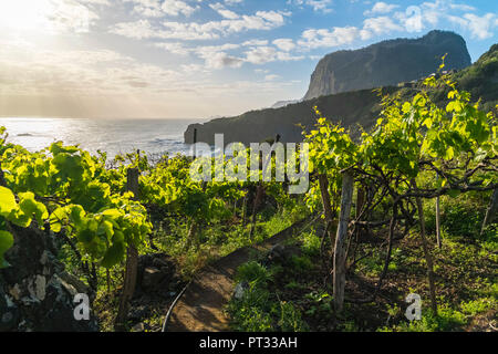 Vineyard with Crane viewpoint in the background, Faial, Santana municipality, Madeira region, Portugal, Stock Photo