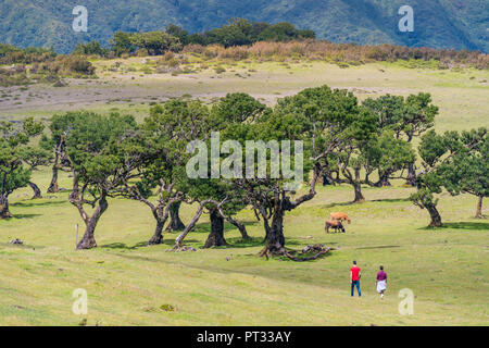 Couple walking and two cows grazing under Laurel trees in the Laurisilva Forest, UNESCO World Heritage Site, Fanal, Porto Moniz municipality, Madeira region, Portugal, Stock Photo