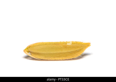 Ripe ear of paddy rice isolated on white background Stock Photo