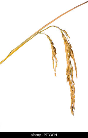 Ripe ear of paddy rice isolated on white background Stock Photo